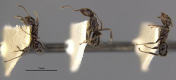 Media type: image;   Entomology 22932 Aspect: habitus lateral view